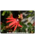 Passiflora vitifolia - Rote Passionsblume, Weinblättrige Passionsblume