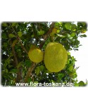 Artocarpus heterophyllus - Jackfrucht (Pflanze), Jackfruchtbaum, Jakobsfrucht