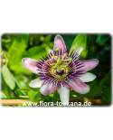 Passiflora x belotii 'Kaiserin Eugenie' - Passionsblume