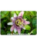 Passiflora x belotii 'Kaiserin Eugenie' - Passion Flower