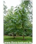 Paulownia tomentosa - Princess tree, Royal Paulownia