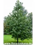 Paulownia tomentosa - Princess tree, Royal Paulownia