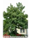 Paulownia tomentosa - Blauglockenbaum, Kaiserbaum, Kaiser-Paulownie