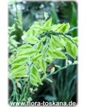 Pedilanthus tithymaloides, Euphorbia tithymaloides - Teufelsrückgrat, Schuhblüte