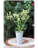 Pedilanthus tithymaloides, Euphorbia tithymaloides - Devil´s Back Bone, Jew Bush, Redbird Flower
