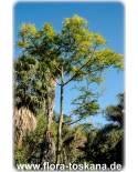 Peltophorum pterocarpum - Gelber Flammenbaum