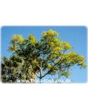 Peltophorum pterocarpum - Golden Flamboyant, Yellow Flame Tree, Yellow Poinciana, Copper Pod