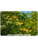 Peltophorum pterocarpum - Golden Flamboyant, Yellow Flame Tree, Yellow Poinciana, Copper Pod