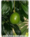 Persea americana - Avocado (Pflanze)