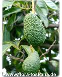 Persea americana - Avocado (Pflanze)
