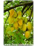 Averrhoa carambola - Sternfrucht (Pflanze), Karambole