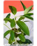 Persea indica - Kanarische Avocado