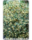 Phillyrea angustifolia - Schmalblättrige Steinlinde
