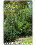 Phillyrea angustifolia - Schmalblättrige Steinlinde