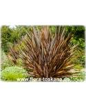 Phormium tenax 'Purpureum' - Red New Zealand Flax 