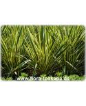 Phormium tenax 'Variegatum' - Variegated New Zealand Flax 