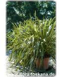 Phormium tenax 'Variegatum' - Variegated New Zealand Flax 