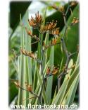 Phormium tenax - New Zealand Flax 