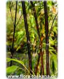 Phyllostachys nigra ' - Schwarzer Bambus