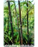 Phyllostachys nigra ' - Schwarzer Bambus