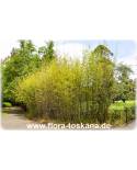 Phyllostachys nigra ' - Black Bamboo