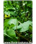 Piper auritum - Mexikanischer Blatt-Pfeffer, Ohrenpfeffer, Makulan