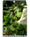 Piper auritum - Root Beer Plant, Mexican Pepperleaf, Veracruz Pepper, False Kava-Kava