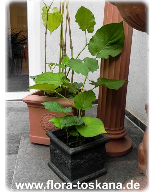 Piper auritum - Root Beer Plant, Mexican Pepperleaf, Veracruz Pepper, False Kava-Kava