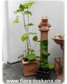 Piper auritum - Root Beer Plant, Mexican Pepperleaf, Veracruz Pepper, False Kava-Kava