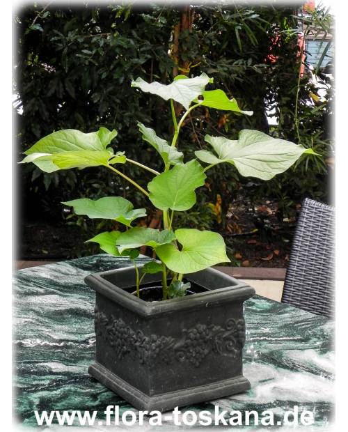 Piper auritum - Root Beer Plant, Mexican Pepperleaf, Veracruz Pepper, False Kava-Kava