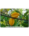 Averrhoa carambola - Sternfrucht (Pflanze), Karambole