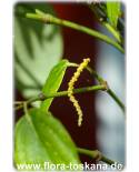 Piper nigrum - Pfeffer (Pflanze) Schwarzer Pfeffer (Pflanze), Pfefferstrauch