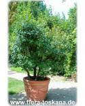 Pistacia lentiscus - Mastic Tree, Evergreen Pistache