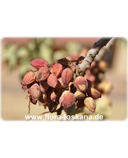 Pistacia vera - Pistachio