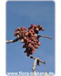 Pistacia vera - Echte Pistazie (Pflanze), Pistazienbaum