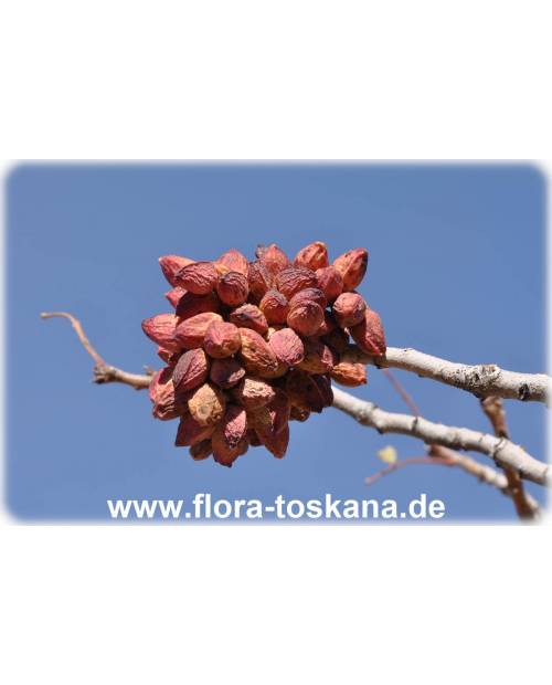 Pistacia vera - Pistachio