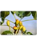 Pistacia vera - Echte Pistazie (Pflanze), Pistazienbaum