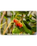 Pittosporum tobira - Klebsame, Chinesischer Klebsame