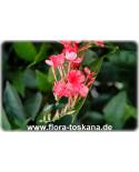 Plumbago indica - Rose-colored Leadwort, Chitrakmool, Scarlett Leadwort, Whorled Plantain