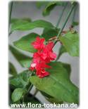 Plumbago indica - Rose-colored Leadwort, Chitrakmool, Scarlett Leadwort, Whorled Plantain