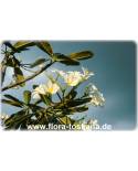 Plumeria obtusa 'Singapore White' - Frangipani, Tempelbaum, Wachsblume