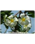 Plumeria obtusa 'Singapore White' - Frangipani, Tempelbaum, Wachsblume