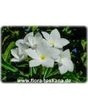 Plumeria pudica 'Bridal Bouquet' - Frangipani, Tempelbaum, Wachsblume