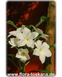 Plumeria pudica 'Bridal Bouquet' - Frangipani, Tempelbaum, Wachsblume