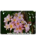 Plumeria rubra  pink-gelb - Frangipani, Tempelbaum, Wachsblume
