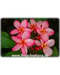 Plumeria rubra  pink-gelb - Frangipani