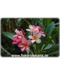Plumeria rubra  pink-gelb - Frangipani, Tempelbaum, Wachsblume