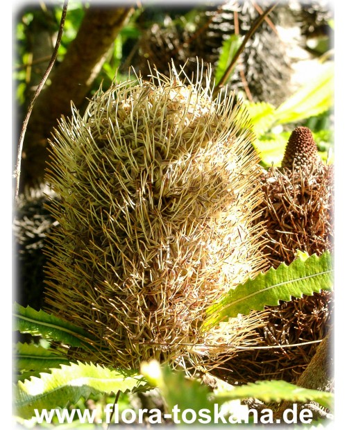 Banksia serrata - Banksie