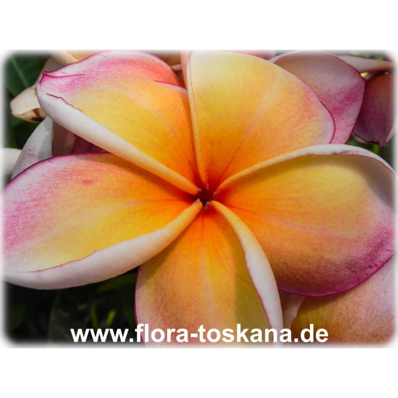 Plumeria rubra rot-orange-gelb - Frangipani | FLORA TOSKANA