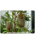 Banksia serrata - Banksie